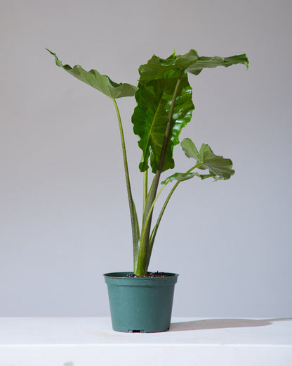 Portora Elephant Ear: Alocasia - 6 inch pot — indoor plant — indoor plant for sale by Promise Supply for delivery and pickup in Toronto.