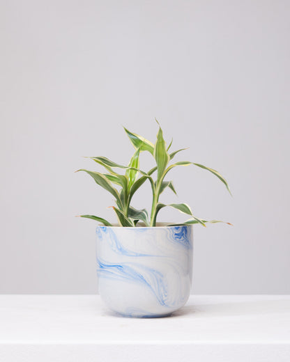 Caspian Blue Marbled Planter | 4 inch Nursery Pot