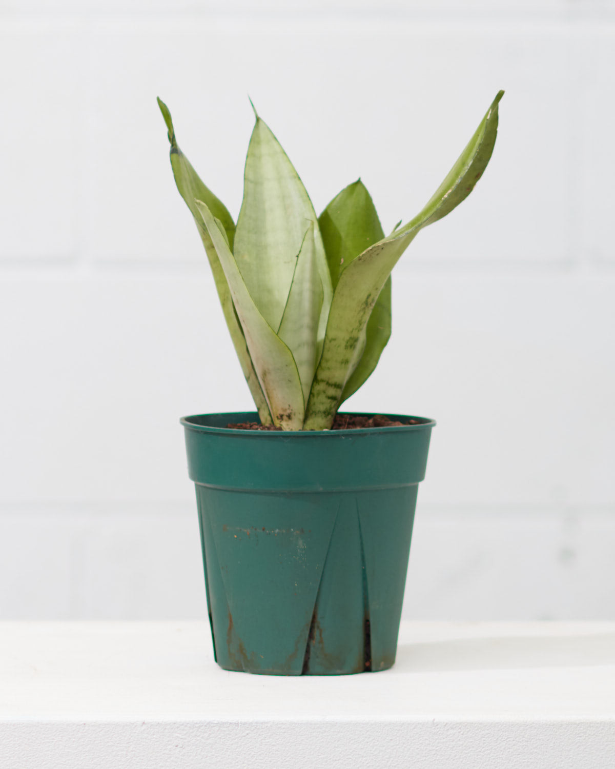 Moonshine Snake Plant: Sansevieria trifasciata - 5 inch pot
