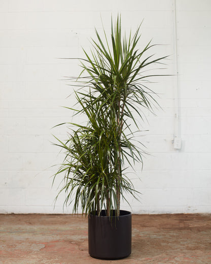 Cutback Staggered Dragon Tree: Dracaena marginata - 12 inch pot - 6 foot tall