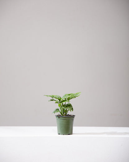 Swiss Cheese Vine: Monstera adansonii - 4 inch pot