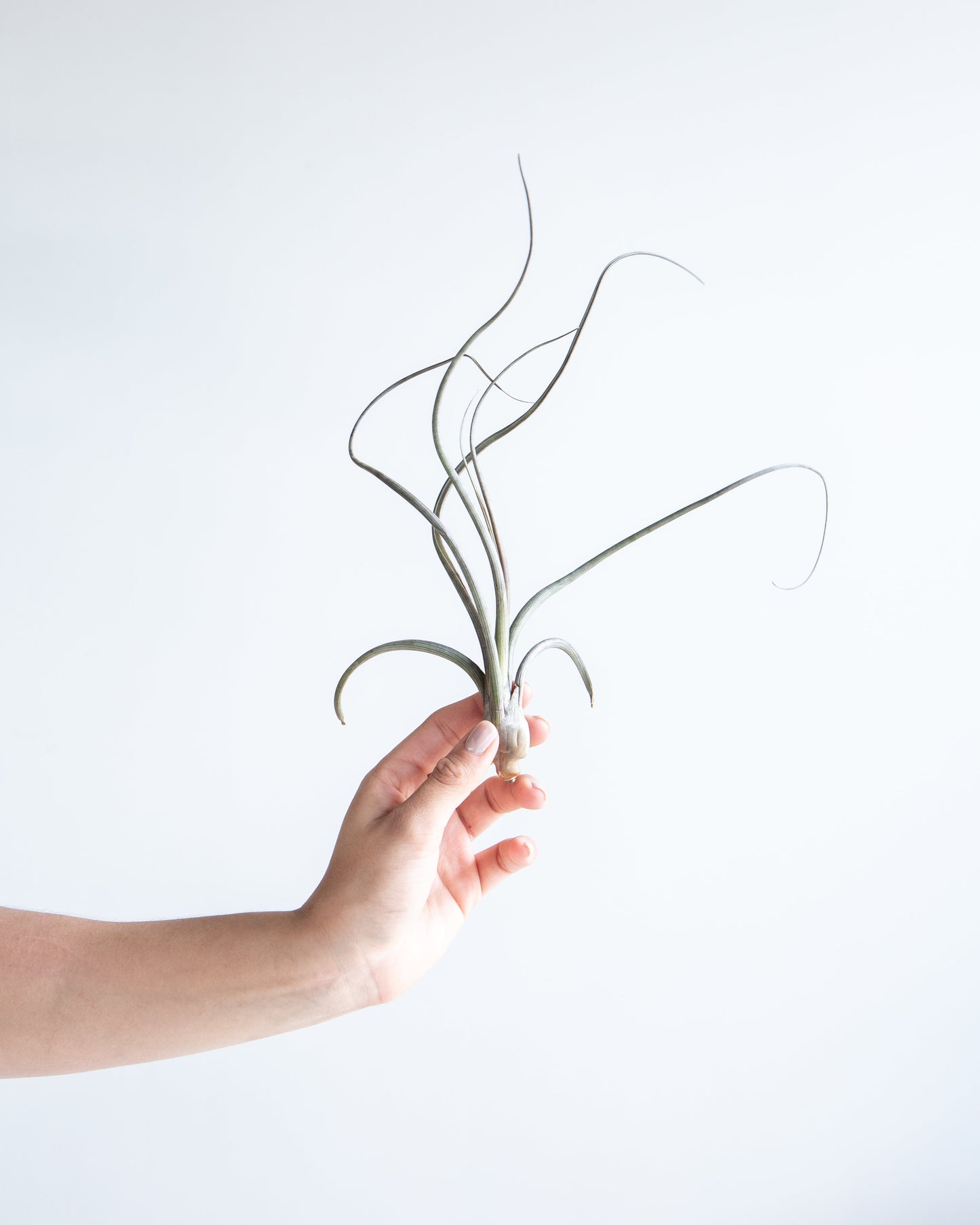 Assorted Air Plant: Tillandsia