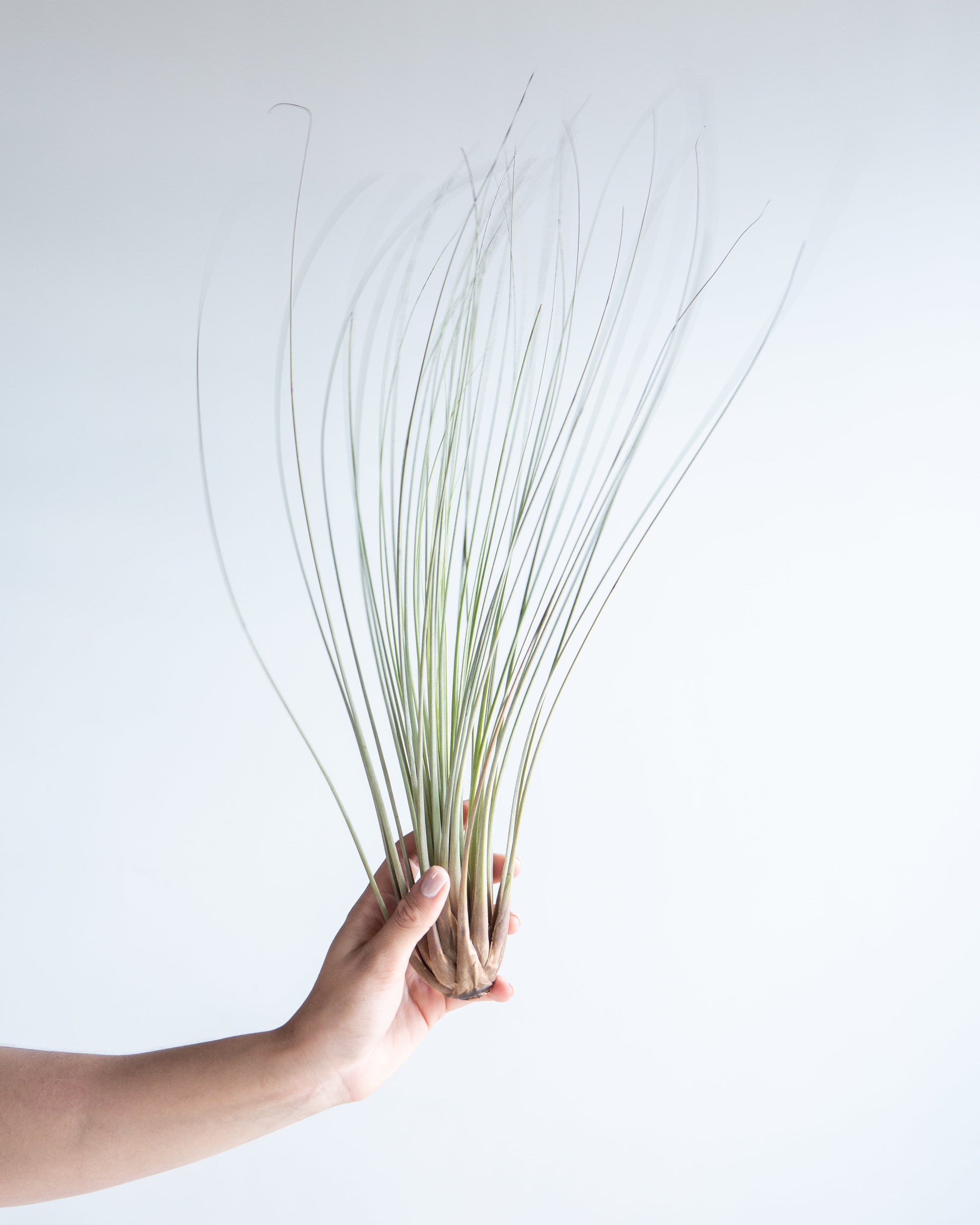 air plants toronto Small Assorted Air Plant: Tillandsia