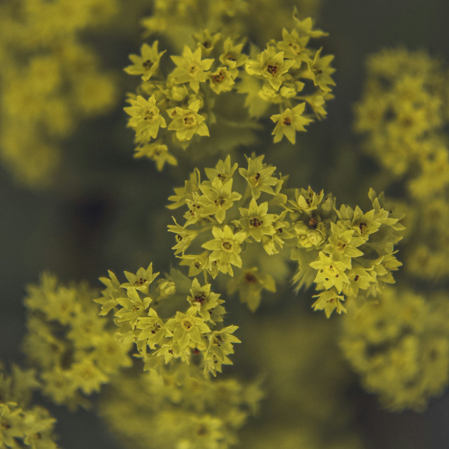 Lady's Mantle: Alchemilla mollis - 1GAL Pot