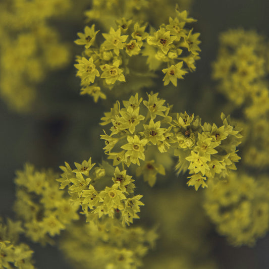 Lady's Mantle: Alchemilla mollis - 1GAL Pot