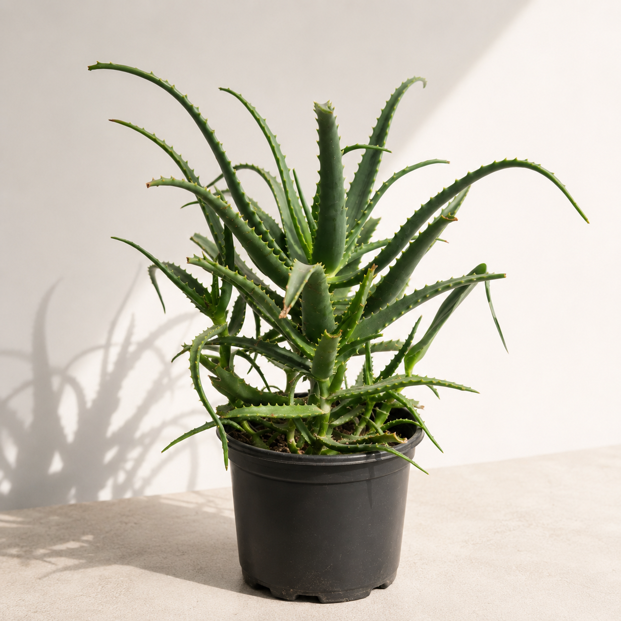 Red Aloe: Aloe cameronii - 10 inch pot - 2-2.5 foot tall
