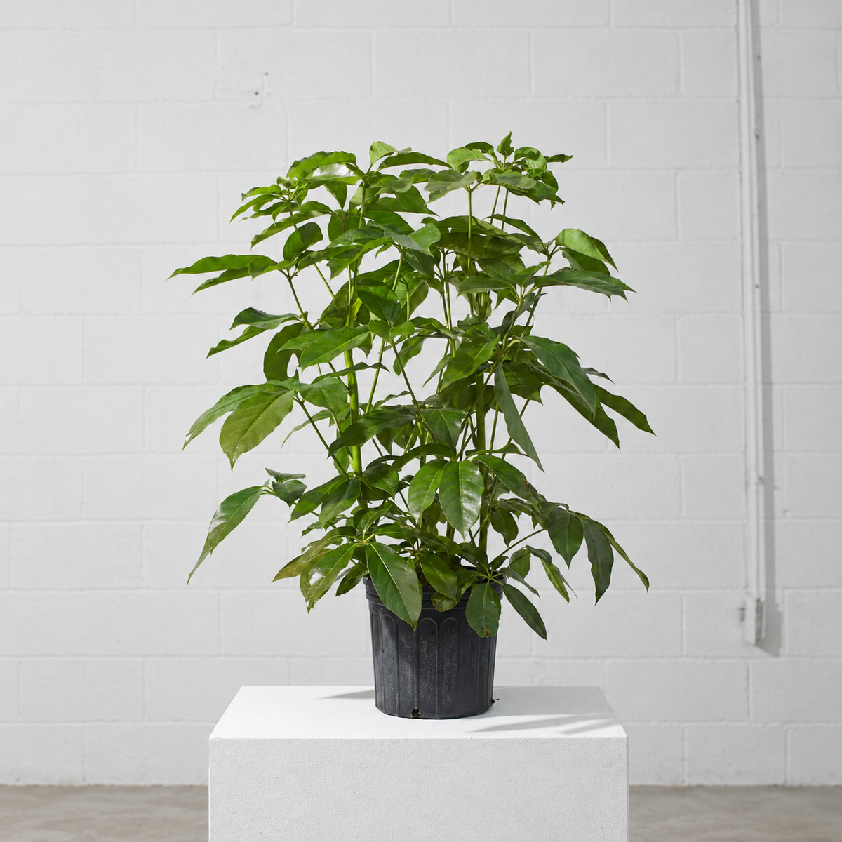 Amate Umbrella Tree: Schefflera actinophylla - 10 inch pot - 3-3.5 foot tall