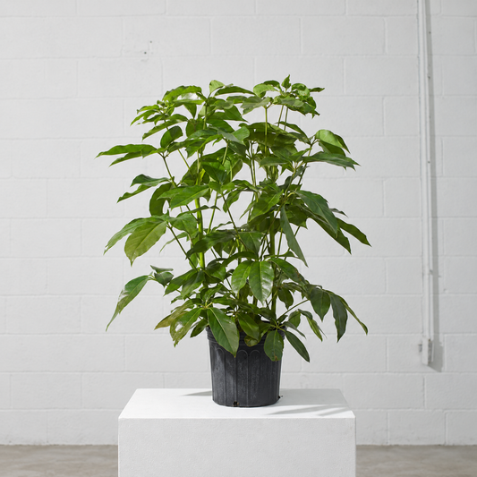 Amate Umbrella Tree: Schefflera actinophylla - 10 inch pot - 3-3.5 foot tall