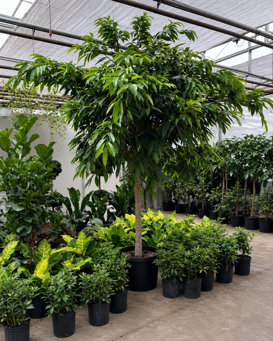 Amstel King Fig Tree: Ficus maclellandii - 21 inch pot - 8-10+ foot tall
