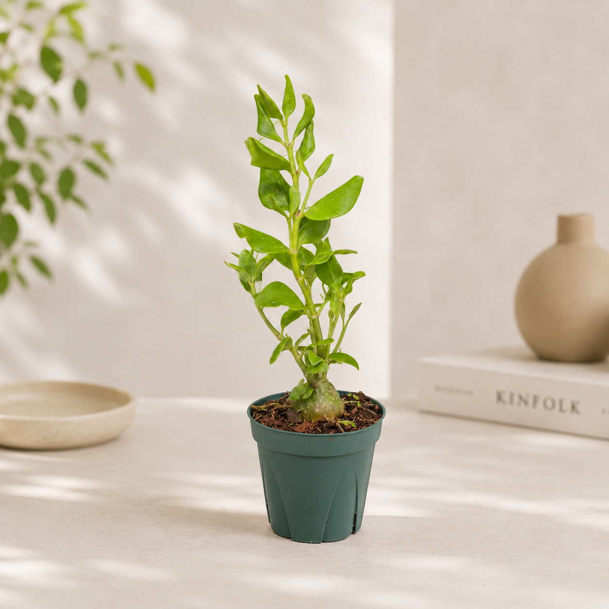 Ant Plant: Myrmecodia - 4 inch pot