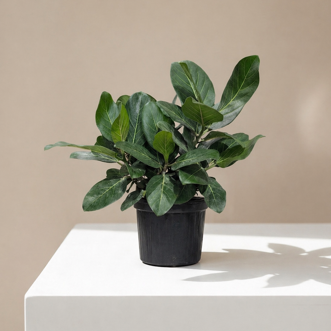 Ficus Audrey Bush: Ficus benghalensis - 8 inch pot - 1.5-2 foot tall