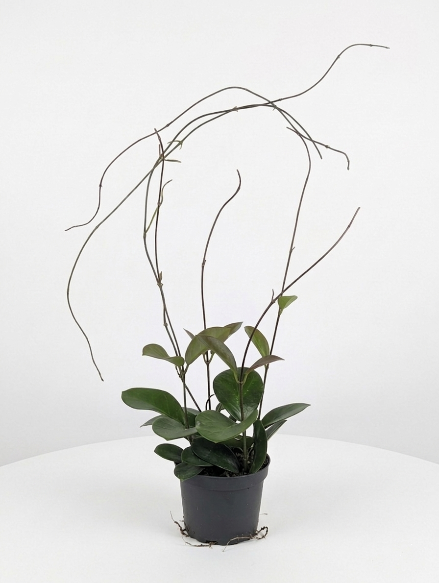 Waxvine: Hoya australis - 5 inch pot