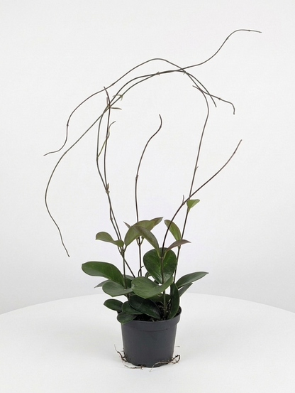 Waxvine: Hoya australis - 5 inch pot