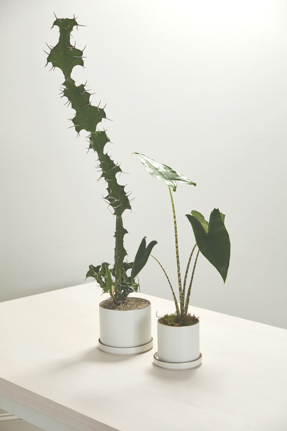 Author White Planter with Drainage and Tray | 5 Inch Diameter