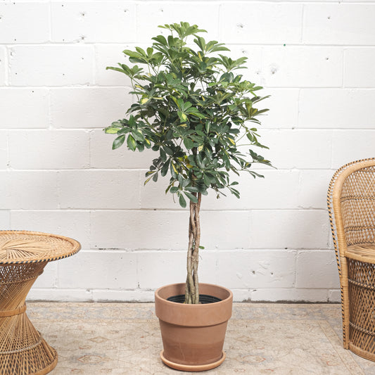 Braided Variegated Umbrella Tree: Schefflera arboricola 'Capella' - 10 inch pot - 4 foot tall — indoor plant — indoor plant for sale by Promise Supply for delivery and pickup in Toronto.