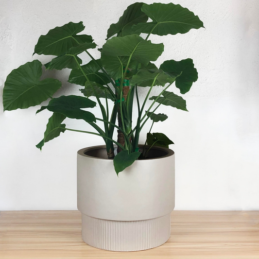 Fluted Base Pedestal Planter | Fits up to 14" Nursery Pot