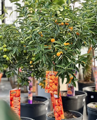 Kumquat Tree: Fortunella - 16 inch pot - 4-5 foot tall