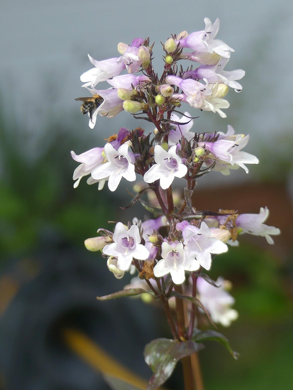Foxglove Beardtongue: Penstemon digitalis 'Husker Red' - 1GAL Pot