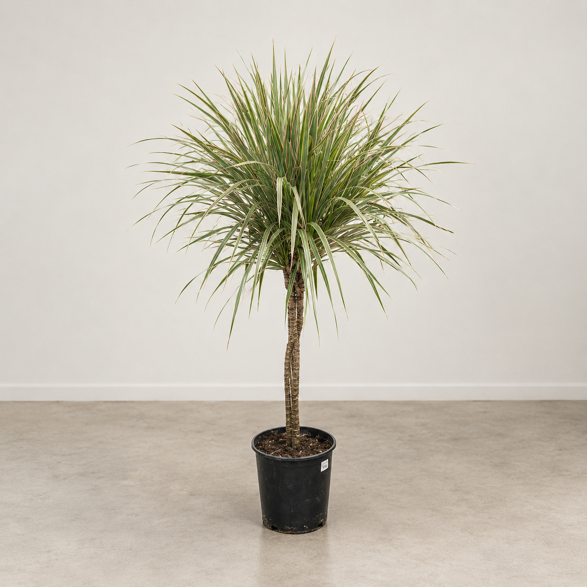 Braided Bicolour Dragon Tree: Dracaena marginata - 10 inch pot - 4-5 foot tall