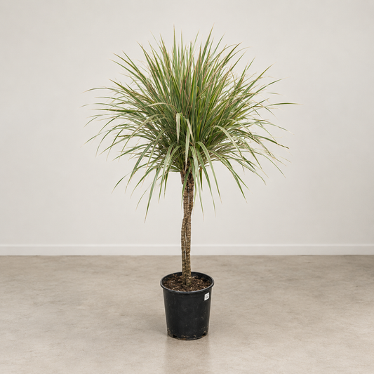 Braided Bicolour Dragon Tree: Dracaena marginata - 10 inch pot - 4-5 foot tall