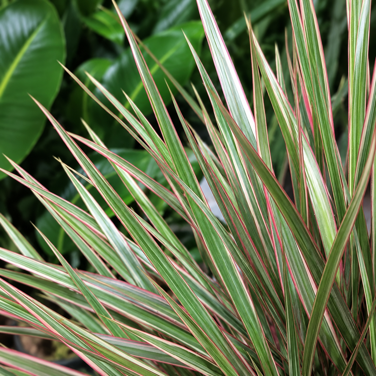 Braided Bicolour Dragon Tree: Dracaena marginata - 10 inch pot - 4-5 foot tall