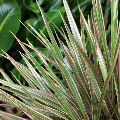 Braided Bicolour Dragon Tree: Dracaena marginata - 10 inch pot - 4-5 foot tall