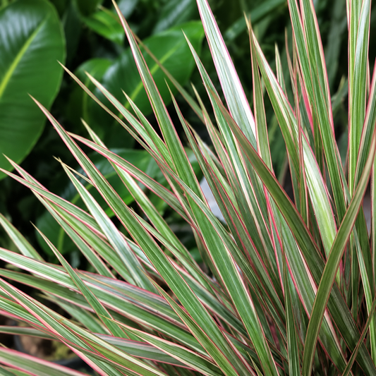 Braided Bicolour Dragon Tree: Dracaena marginata - 10 inch pot - 4-5 foot tall