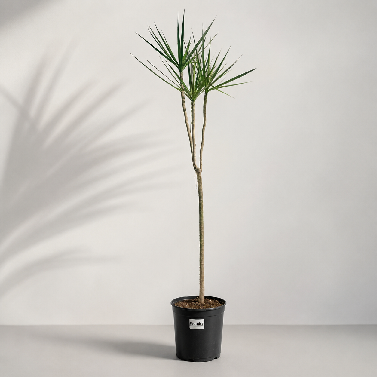 Bicolour Dragon Tree Specimens: Dracaena marginata
