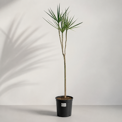 Bicolour Dragon Tree Specimens: Dracaena marginata