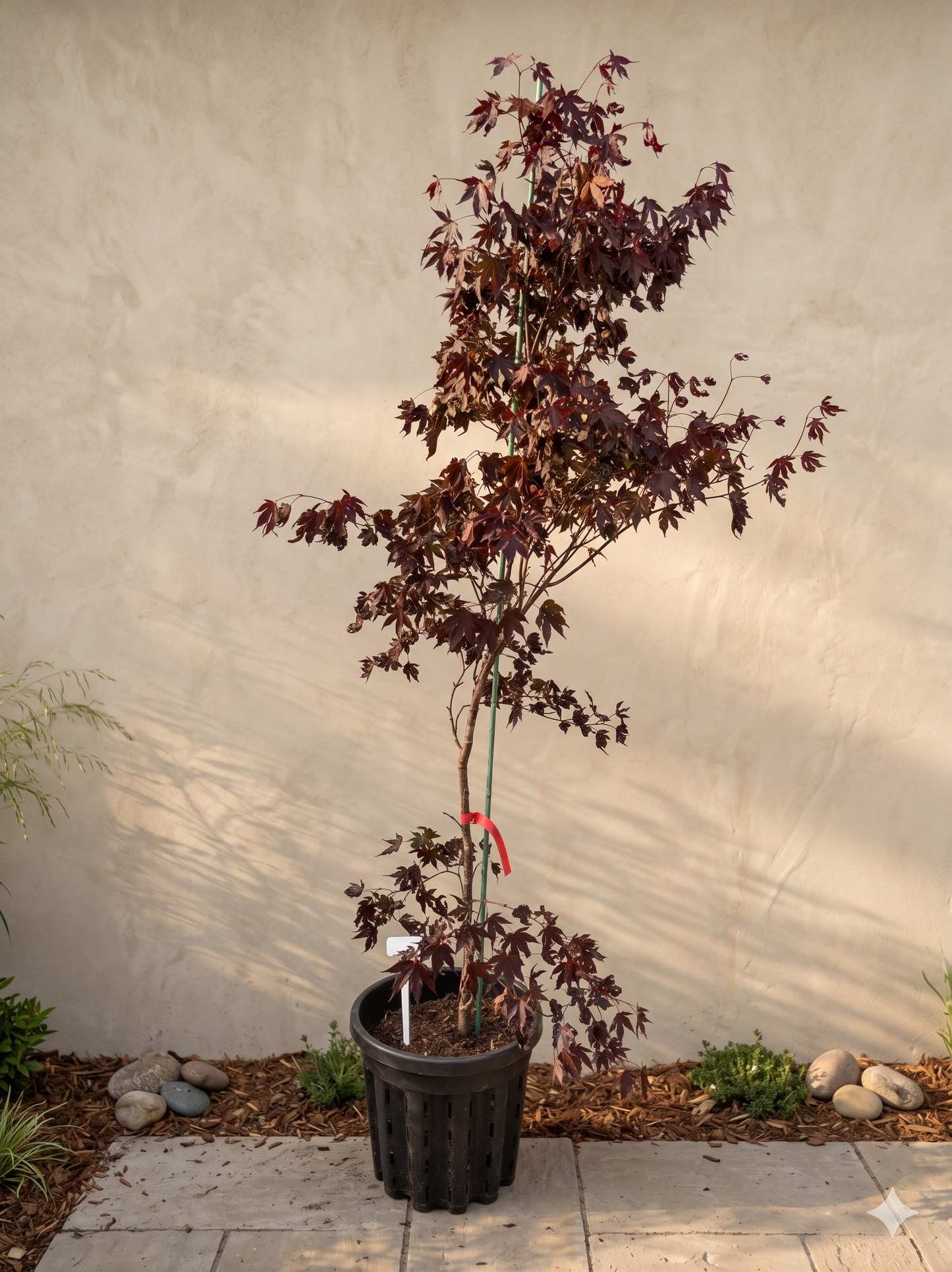 Bloodgood Japanese Maple: Acer palmatum