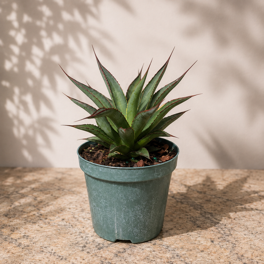Blue Glow Agave - 4 inch pot