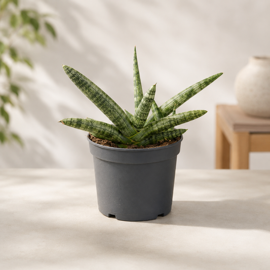 Starfish Snake Plant: Sansevieria cylindrica 'Boncel' - 5 inch pot