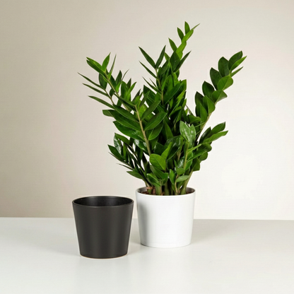 Modern Ceramic Cylinder Pot | 10 Inch Nursery Pot