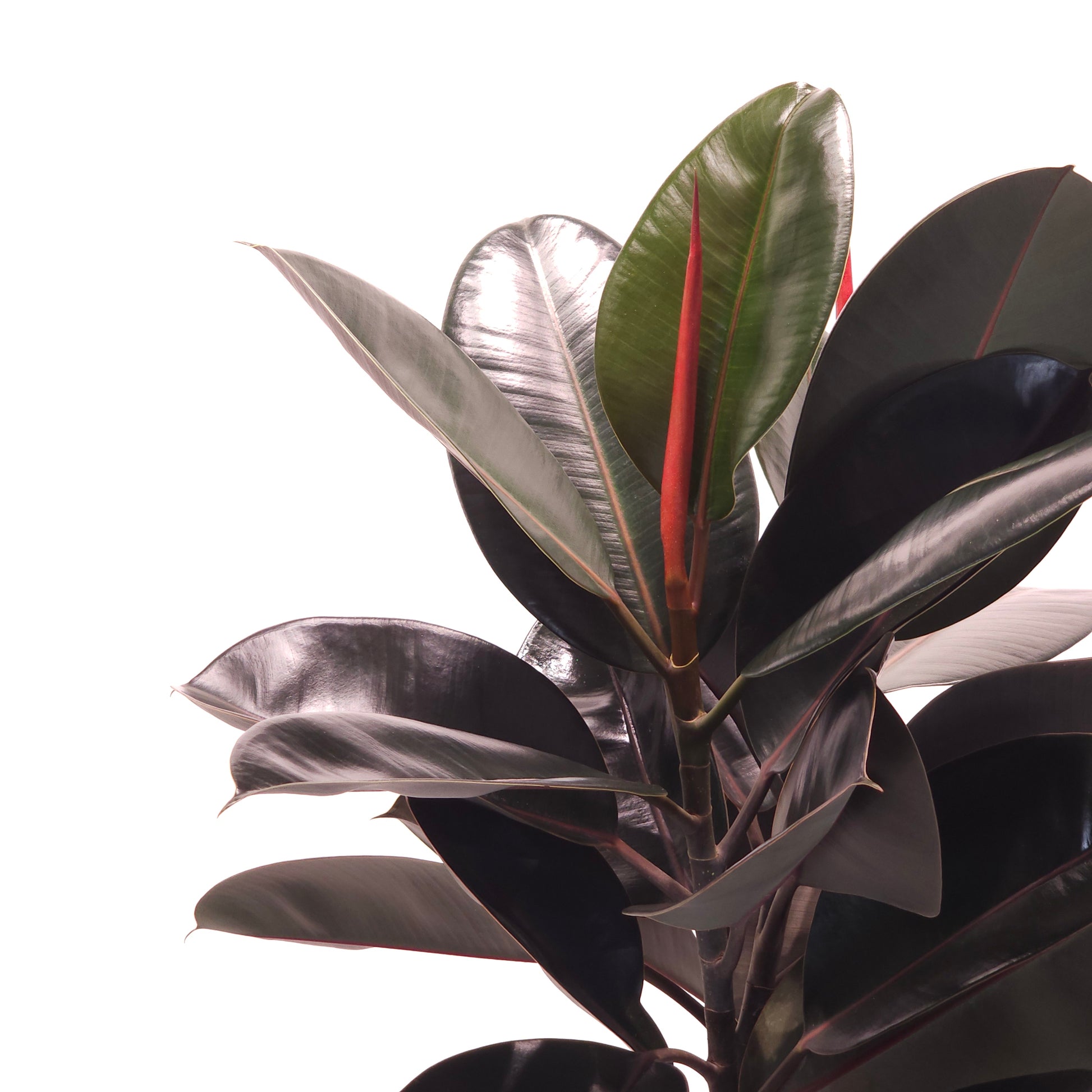 braided rubber tree Braided Burgundy Ficus Rubber Tree - 12" Pot