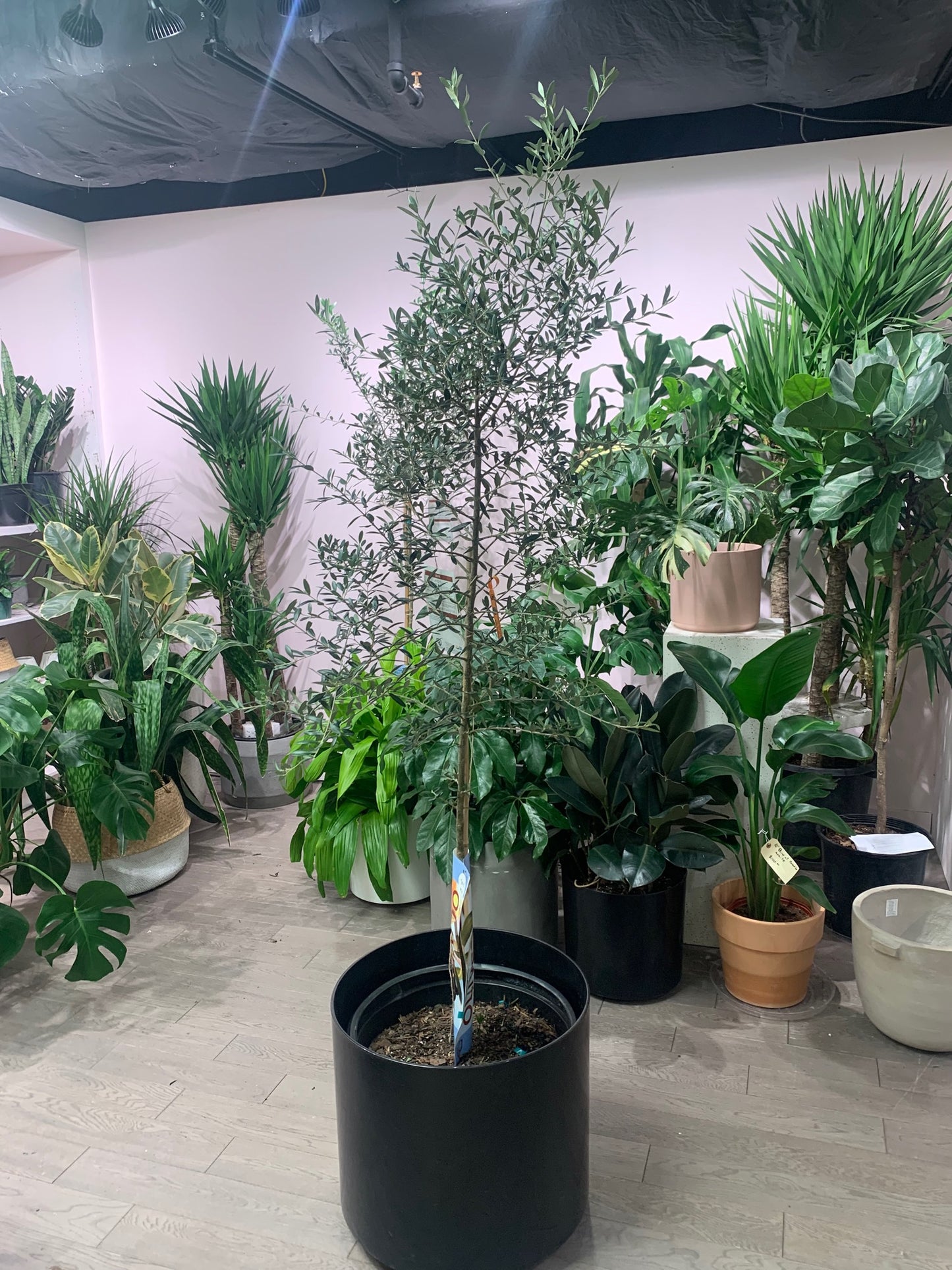 Atlas Plastic Planter fits up to 14 inch Nursery Pot
