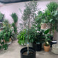 Atlas Plastic Planter fits up to 10 inch Nursery Pot