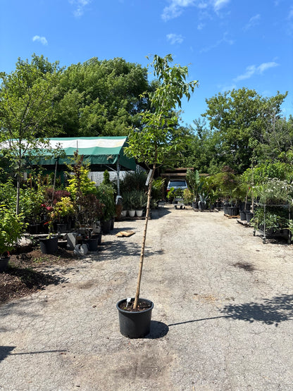 Common Hackberry: Celtis occidentalis - 250CM Tall BR