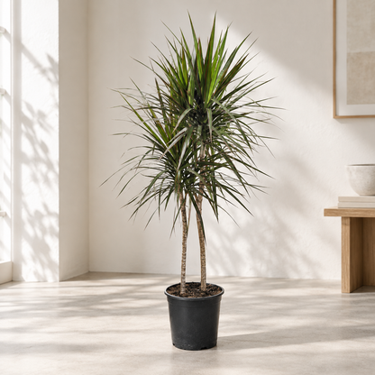 Cutback Staggered Dragon Tree: Dracaena marginata - 8 inch pot - 3.5-4 foot tall