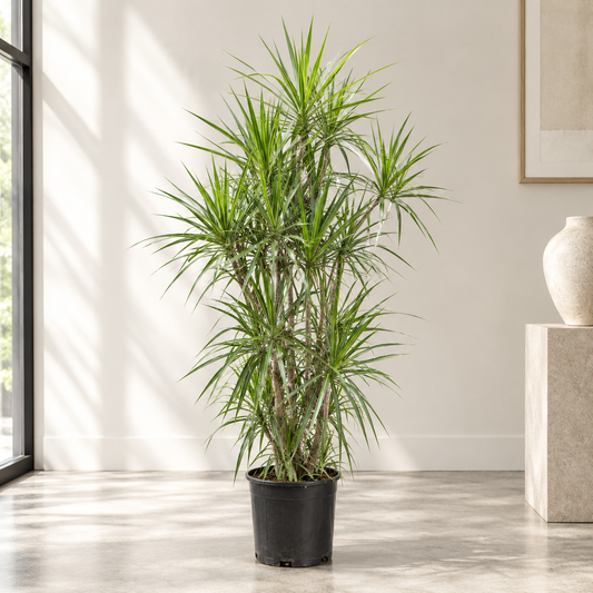 Character Staggered Dragon Tree: Dracaena marginata - 14 inch pot - 5.5-6 foot tall