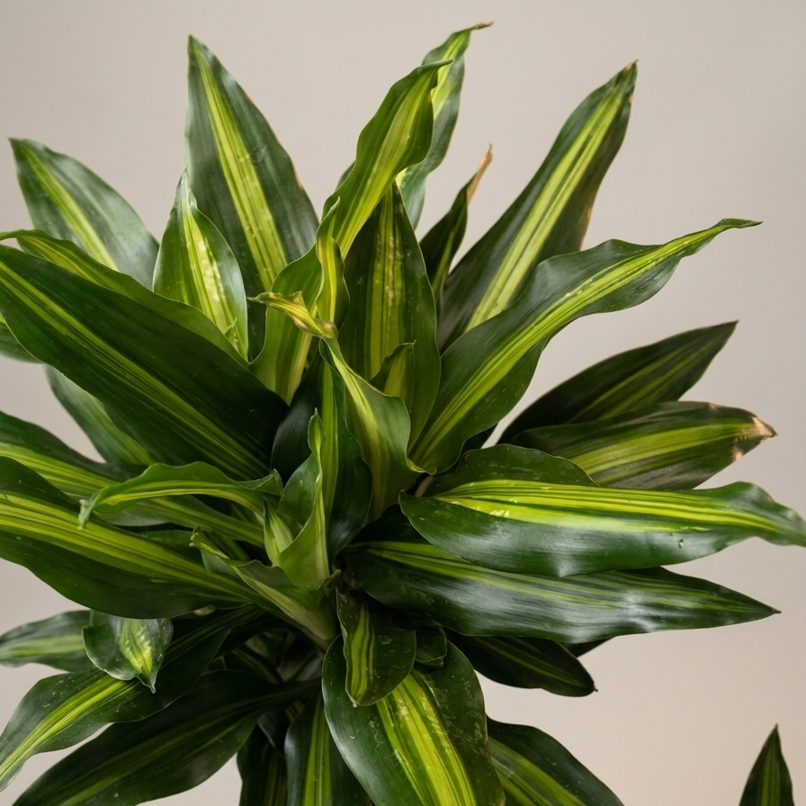 Cintho Staggered Cane: Dracaena fragrans - 8 inch pot - 3-3.5 foot tall