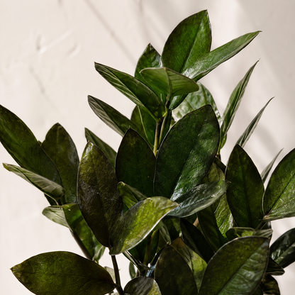 Supernova ZZ Plant: Zamioculcas zamiifolia - 8 inch pot