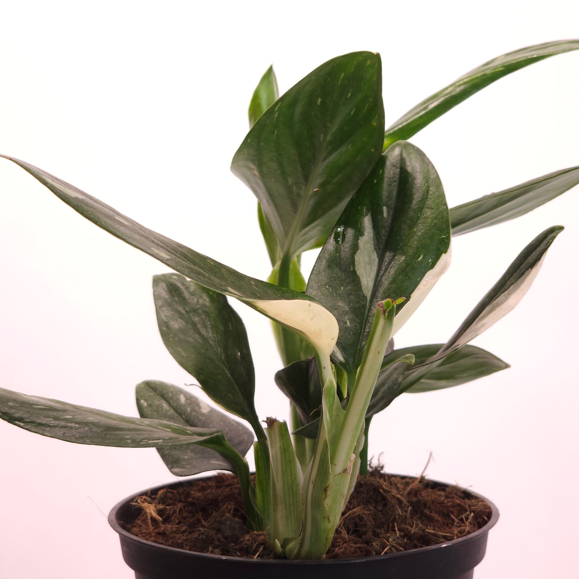 monstera standleyana vs philodendron cobra Philodendron Cobra: Monstera Standleyana - 6" Pot