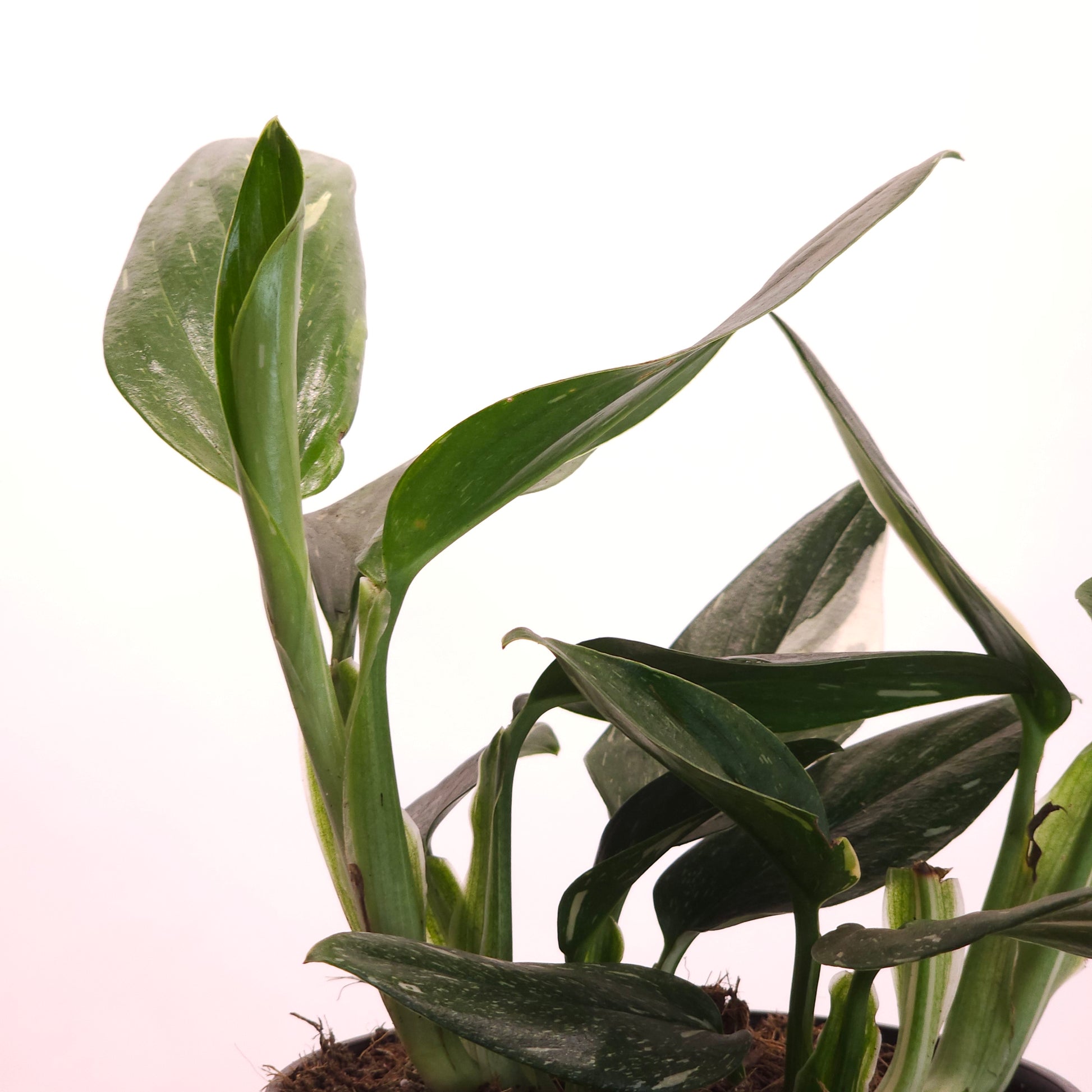monstera cobra Philodendron Cobra: Monstera Standleyana - 6" Pot