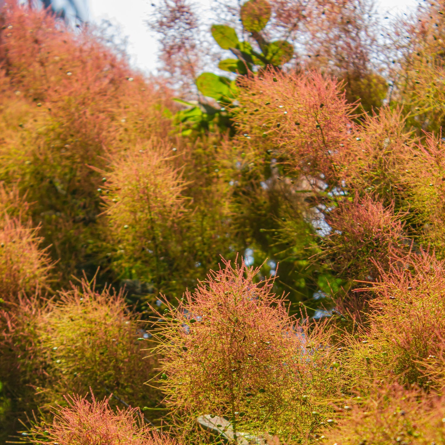 Green Smokebush: Cotinus coggygria - 2GAL Pot