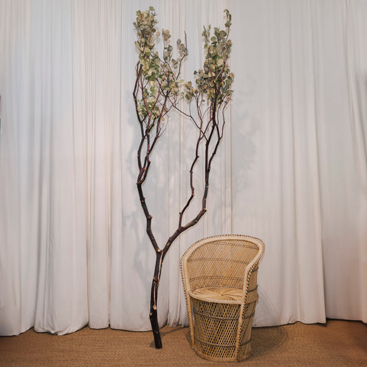 Dried Manzanita Stem