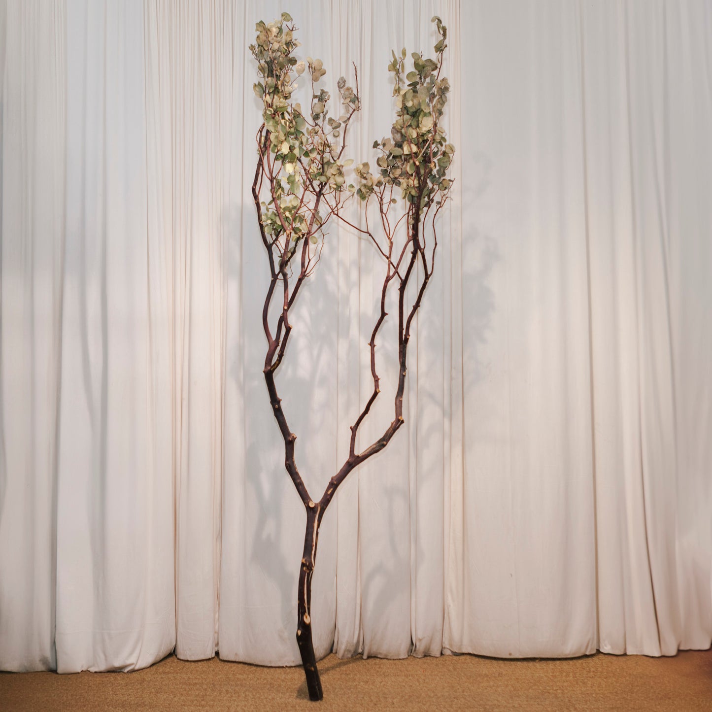 Dried Manzanita Stem