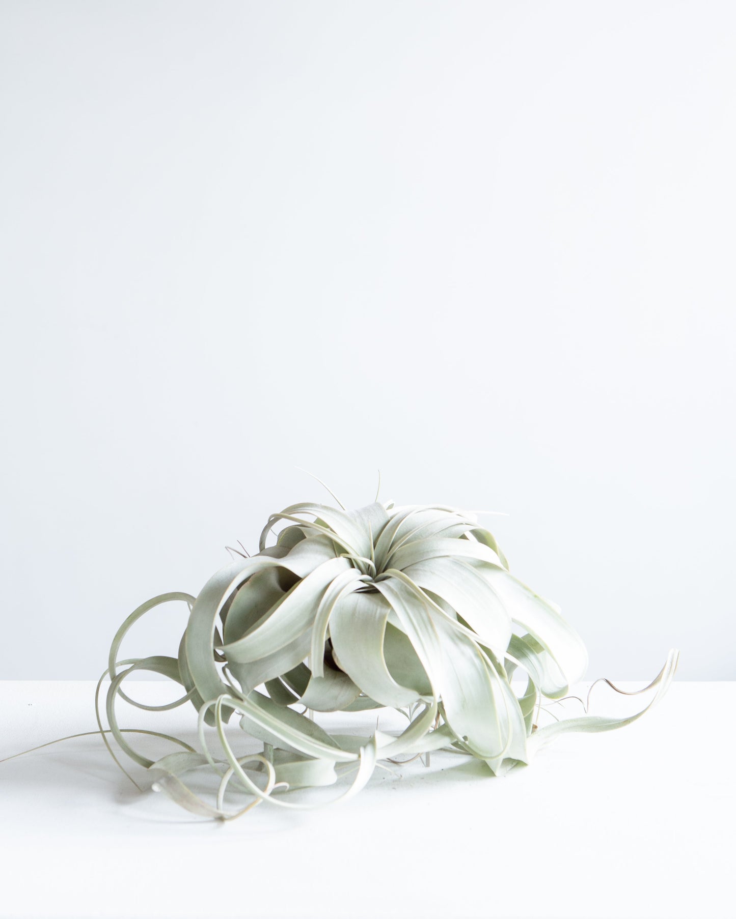 Air Plant: Tillandsia xerographica - Large