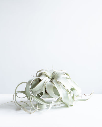 Air Plant: Tillandsia xerographica - Large