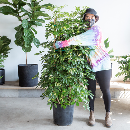 Variegated Dwarf Umbrella Column: Schefflera arboricola 'Capella' - 14 inch pot - 7+ foot tall