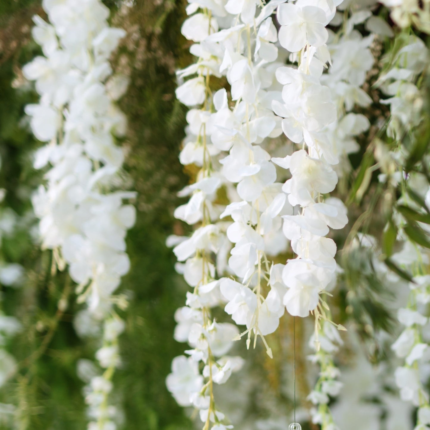 Shira Noda: Wisteria floribunda - 3GAL Pot